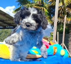 Schapendoes-Welpen (holl. Hirtenhund) suchen  ihr Traum-Zuhause