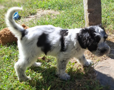 Schapendoes-Welpen (holl. Hirtenhund) suchen  ihr Traum-Zuhause