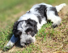 Schapendoes-Welpen (holl. Hirtenhund) suchen  ihr Traum-Zuhause