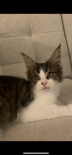 Maine Coon 