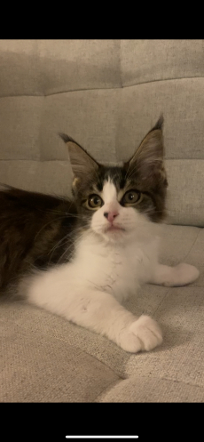Maine Coon 