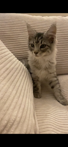 Maine Coon 