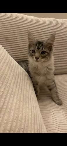 Maine Coon 