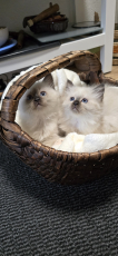 Heilige Birma Kitten