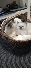 Heilige Birma Kitten