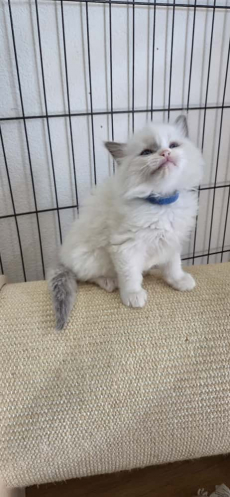 Ragdoll Kater – Blue Bicolour sucht sein Zuhause