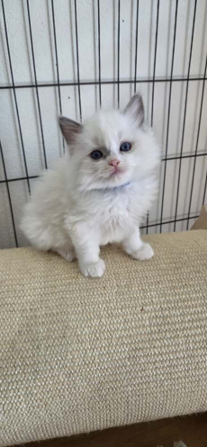 Ragdoll Kater – Blue Bicolour sucht sein Zuhause