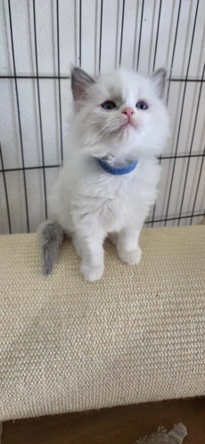 Ragdoll Kater – Blue Bicolour sucht sein Zuhause