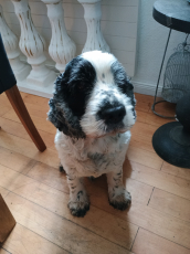 Englisch Cocker Spaniel