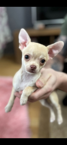 Chihuahua zwei welpen 