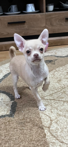 Chihuahua zwei welpen 