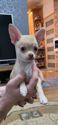 Chihuahua zwei welpen 