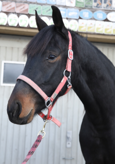 CH Warmblut Wallach, Jg. 2023 zu verkaufen