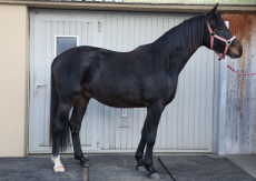 CH Warmblut Wallach, Jg. 2023 zu verkaufen