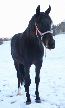 CH Warmblut Wallach, Jg. 2023 zu verkaufen