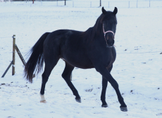 CH Warmblut Wallach, Jg. 2023 zu verkaufen