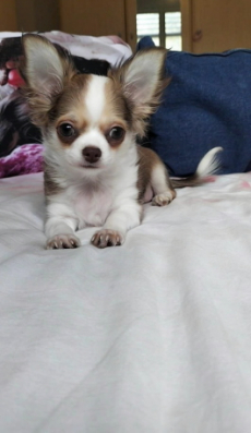 Chihuahua Welpen mit Schweizer Stammbaum