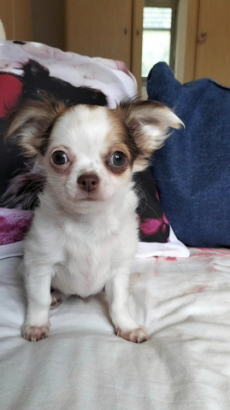 Chihuahua Welpen mit Schweizer Stammbaum