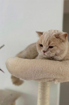 Reinrassiger BKH-Deckkater in seltener Creme-Farbe