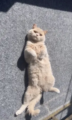 Reinrassiger BKH-Deckkater in seltener Creme-Farbe