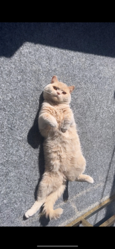 Reinrassiger BKH-Deckkater in seltener Creme-Farbe