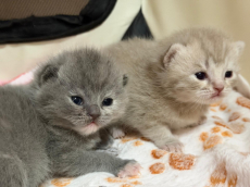 Reinrassiges BKH Kittens abzugeben