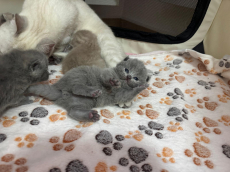 Reinrassiges BKH Kittens abzugeben