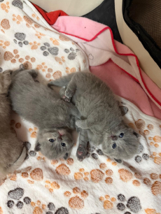 Reinrassiges BKH Kittens abzugeben