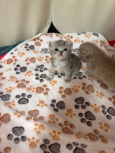 Reinrassiges BKH Kittens abzugeben