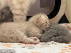 Reinrassiges BKH Kittens abzugeben