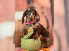 Zwergdackel suchen ein liebevolles Zuhause.