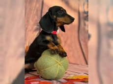 Zwergdackel suchen ein liebevolles Zuhause.