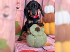 Zwergdackel suchen ein liebevolles Zuhause.