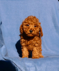 Zuckersüßer Toy und Zwerg Pudel-Welpen