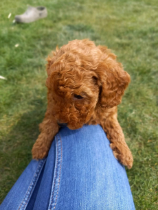 Zuckersüßer Toy und Zwerg Pudel-Welpen