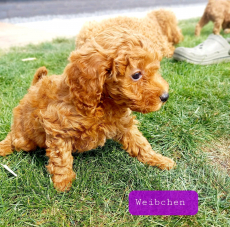 Zuckersüßer Toy und Zwerg Pudel-Welpen