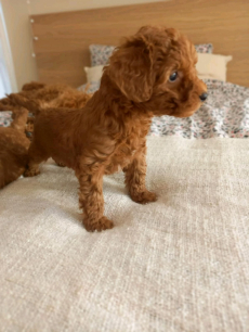 Zuckersüßer Toy und Zwerg Pudel-Welpen