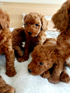 Zuckersüßer Toy und Zwerg Pudel-Welpen