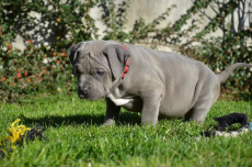 Blueline welpen American Pitbull Terrier 