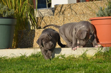 Blueline welpen American Pitbull Terrier 
