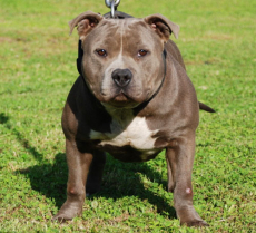 Blueline welpen American Pitbull Terrier 