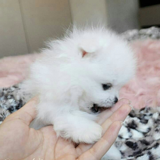 MINI-POMERANIAN ZWERGSPITZ BOOWELPEN