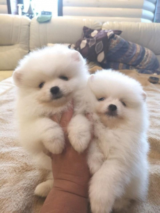 MINI-POMERANIAN ZWERGSPITZ BOOWELPEN