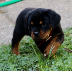 männliche und weibliche Rottweilerwelpen