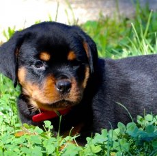 männliche und weibliche Rottweilerwelpen