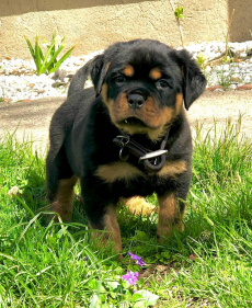 männliche und weibliche Rottweilerwelpen