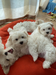 Malteser Welpen zu verkaufen