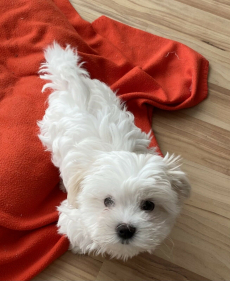 Malteser Welpen zu verkaufen