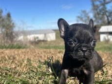 Französische Bulldoggen welpen