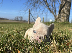 Französische Bulldoggen welpen